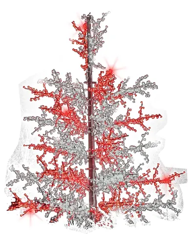 Sapin rameaux