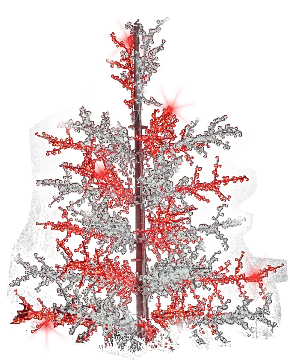 Sapin rameaux