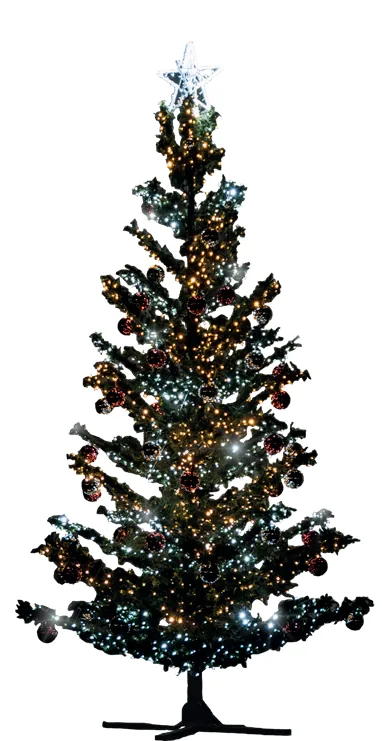 Sapin Sapissime