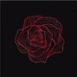Rose rouge épanouie