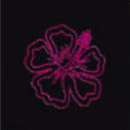 Hibiscus rose
