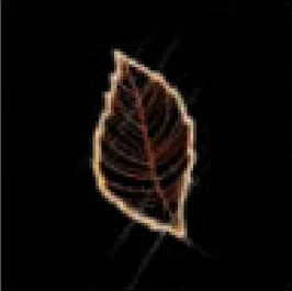 Feuille de hêtre