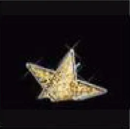 Étoile glitter au sol