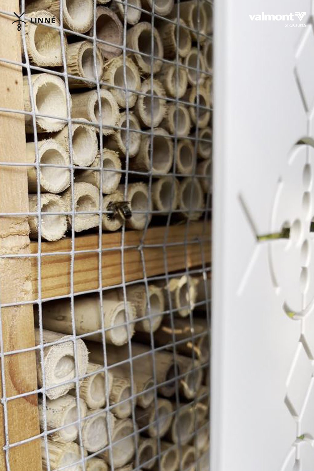 Couveuse pour abeilles sauvages : canaux de bambou alignés derrière le grillage du totem